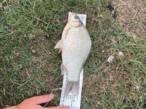 Common Bream