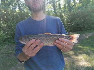Brook Trout