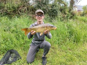 Common Carp