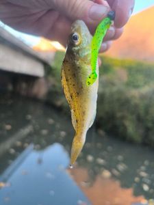 Ruffe