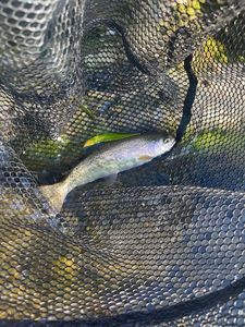 Rainbow Trout