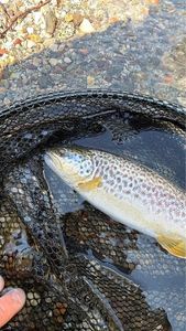 Marble Trout