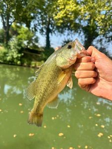Largemouth Bass