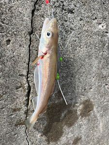 Whiting