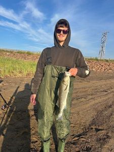 Striped Bass (Landlocked)