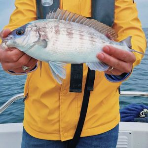 Black Seabream