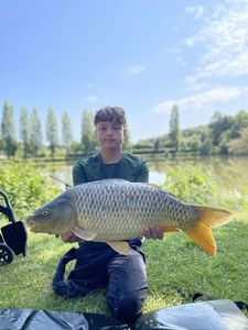 Common Carp