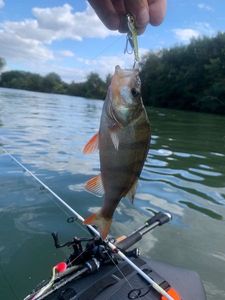 European Perch