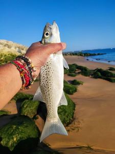 Spotted Seabass