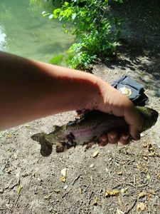 Rainbow Trout