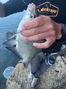 Common Bream