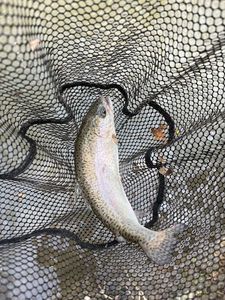 Rainbow Trout