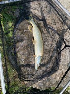 Northern Pike