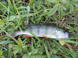 European Perch