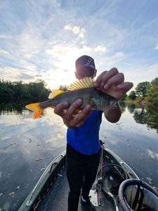 European Perch