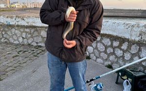 European Eel (Common Eel)