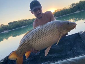 Common Carp