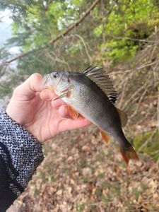 European Perch