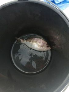 Black Seabream