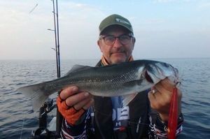 European Bass (Seabass)