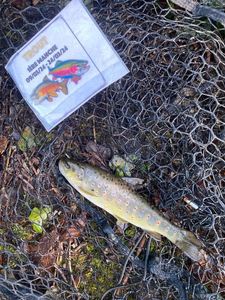 Brown Trout