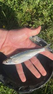 Common Minnow