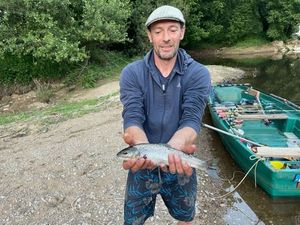 Brown Trout