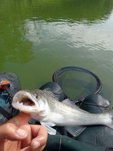 Zander