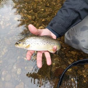 Brown Trout