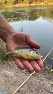 Green Sunfish