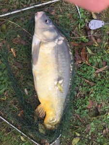 Mirror Carp
