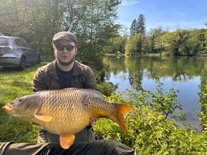 Common Carp