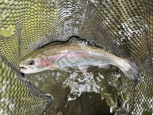 Rainbow Trout