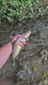 Brown Trout