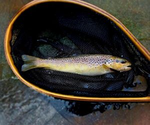 Brown Trout