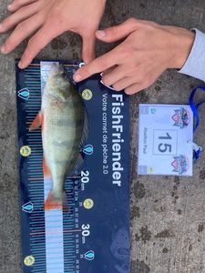 European Perch