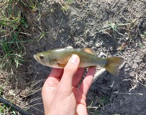 Smallmouth Bass