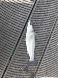 Thicklip Grey Mullet