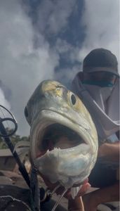 Crevalle Jack