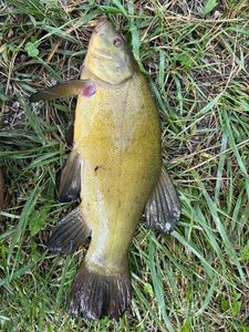 Tench