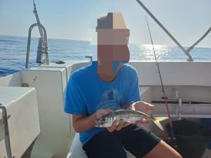 Atlantic Horse Mackerel