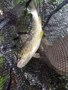 Brown Trout