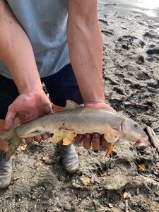 Longnose sucker