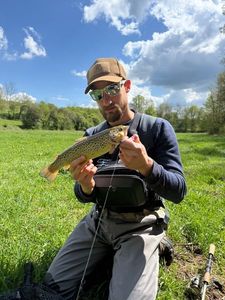 Brown Trout