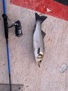 European Bass (Seabass)