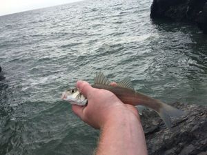 European Bass (Seabass)