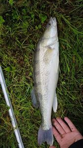 Zander