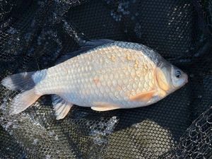 Crucian Carp