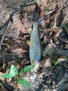 Brown Trout
