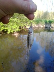 Common Minnow